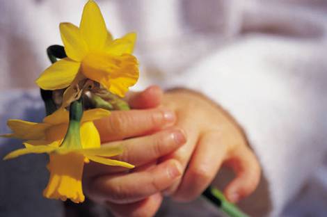 Child hands holding Daffodils